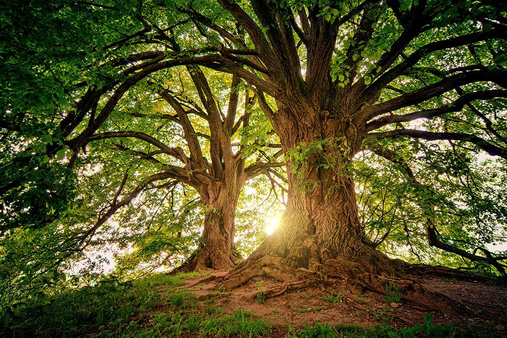 One Psychological Perspective On Trees And Life